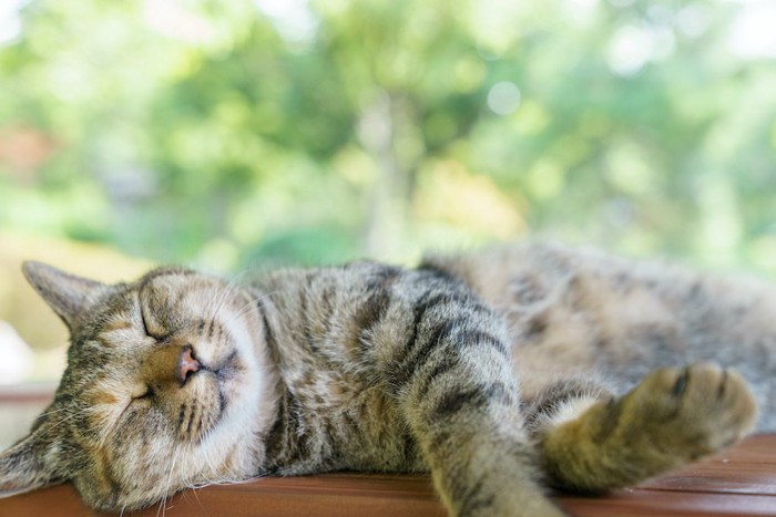 横になって日向ぼっこしている猫