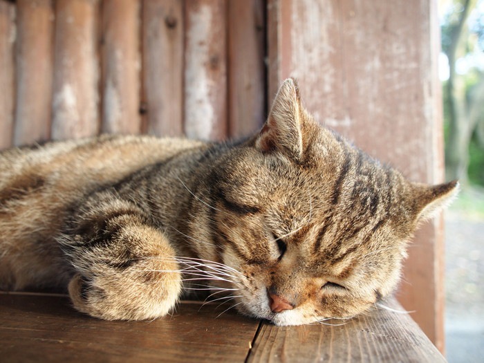 ベンチで眠る猫