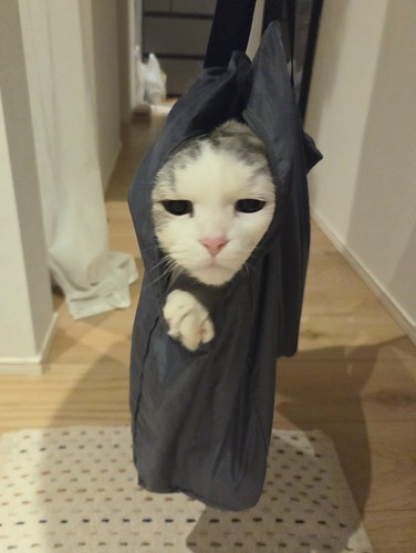 袋の中に入って伏し目になるシルバー柄の猫