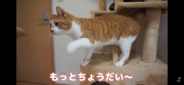 おねだり