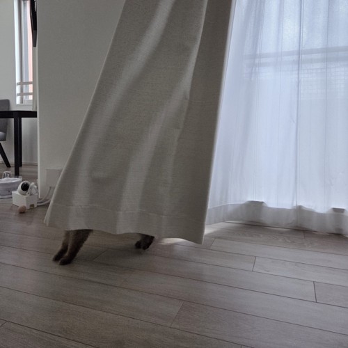 カーテンの中で足を揃えて立っている猫