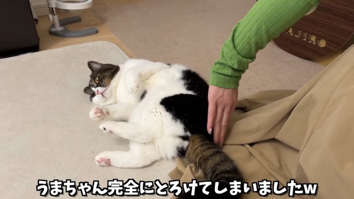 寝転ぶ猫