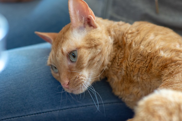 飼い主の膝に頭をのせて甘えるウラルレックス