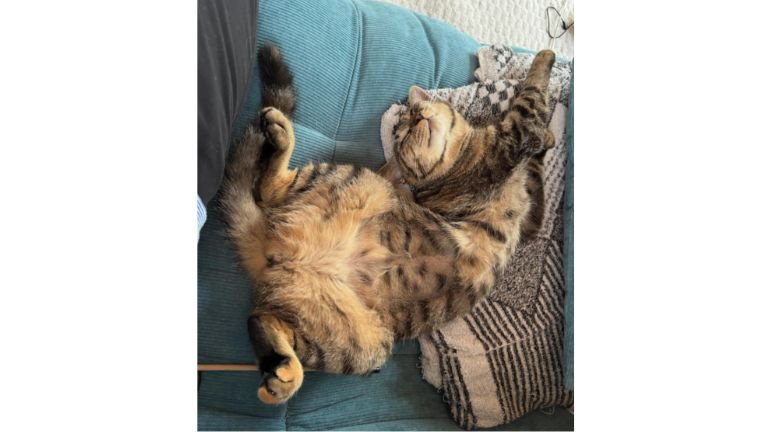 寝ている猫