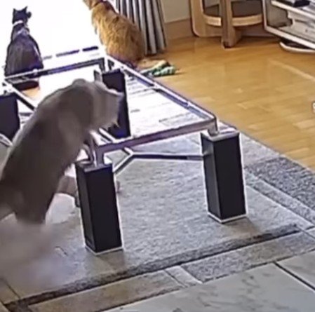 テーブルの枠とツキちゃん