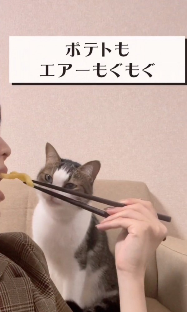 ポテトを食べる飼い主を見つめるゆべしくん