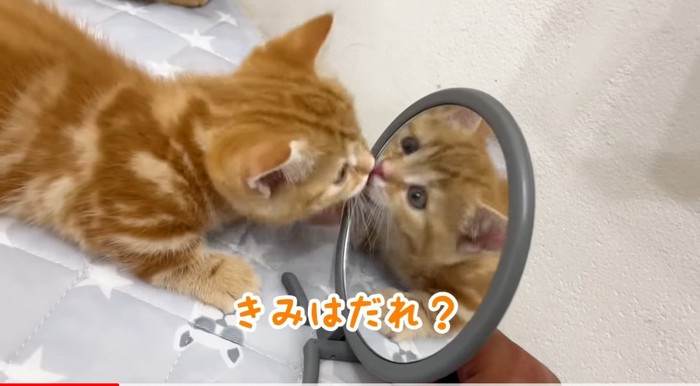 鏡を見つめる猫