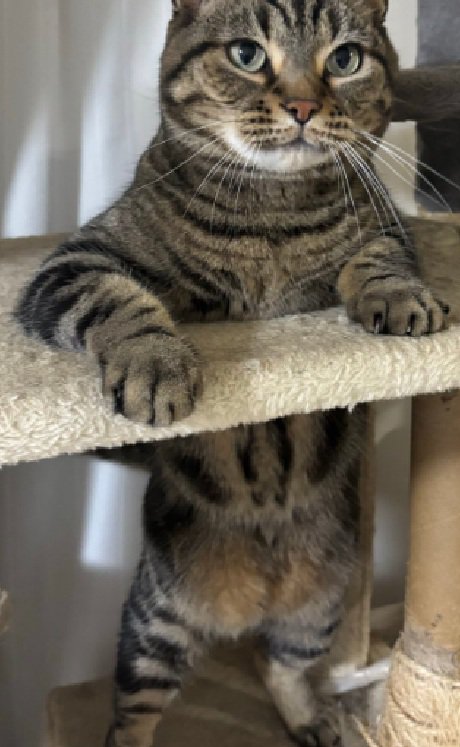 赤ちゃんみたいな猫