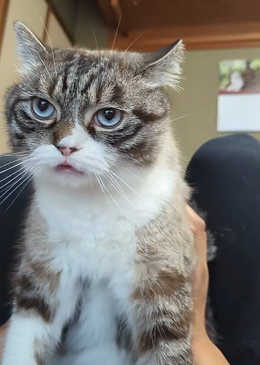 舌を出す猫