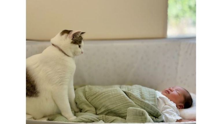 猫と赤ちゃん