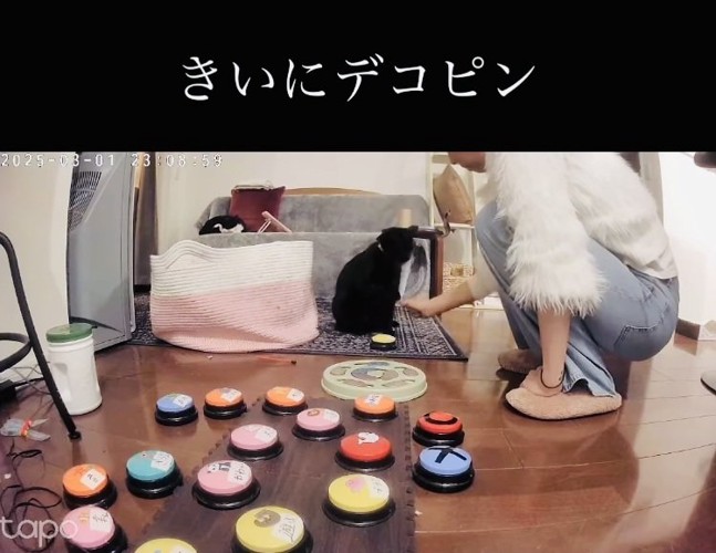 ママから会話ボタンの使い方を教わる黒猫