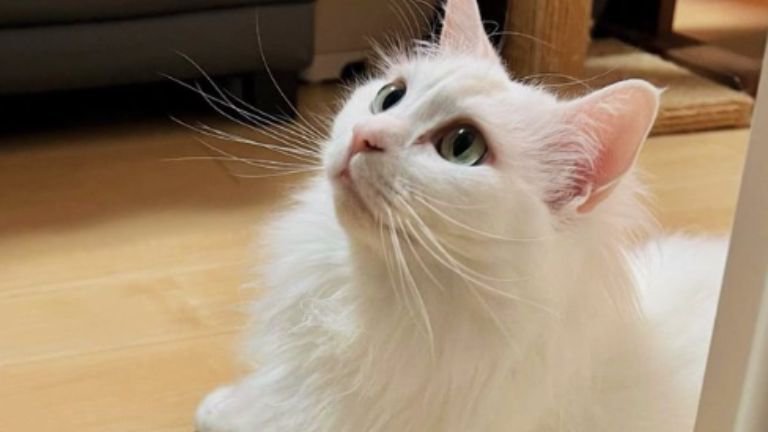 室内にいる猫