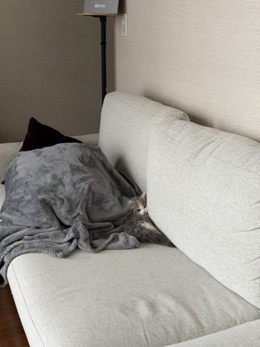 ソファの上の猫