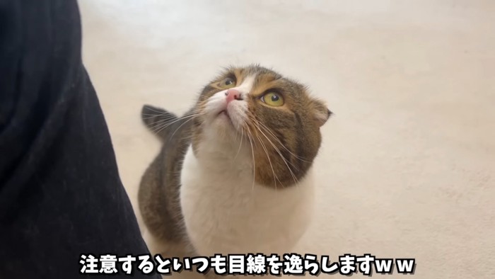 上を見る猫