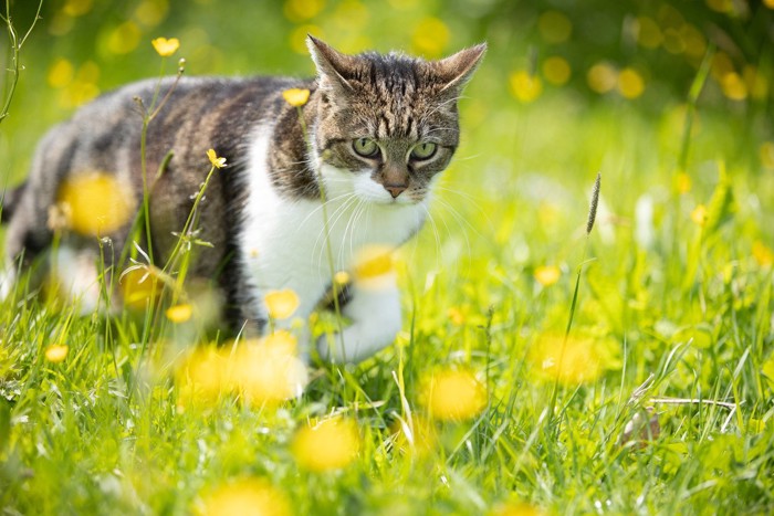 草原の中の猫