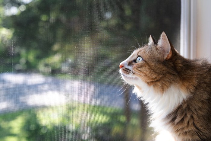 外の虫を見つけた猫