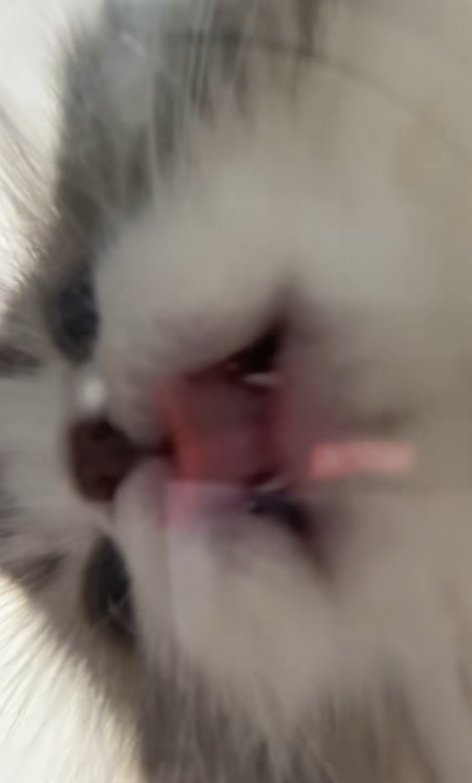 皿を舐めている猫