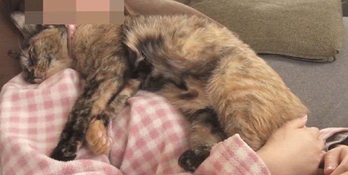 寝る猫