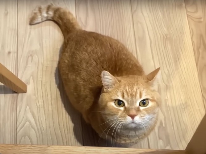 見上げる猫