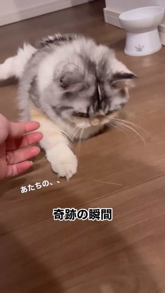 ヒゲで遊ぶ猫