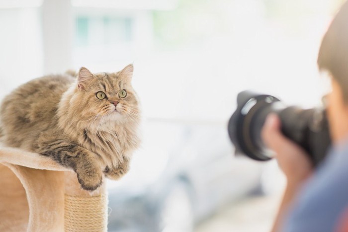 猫を撮影する人