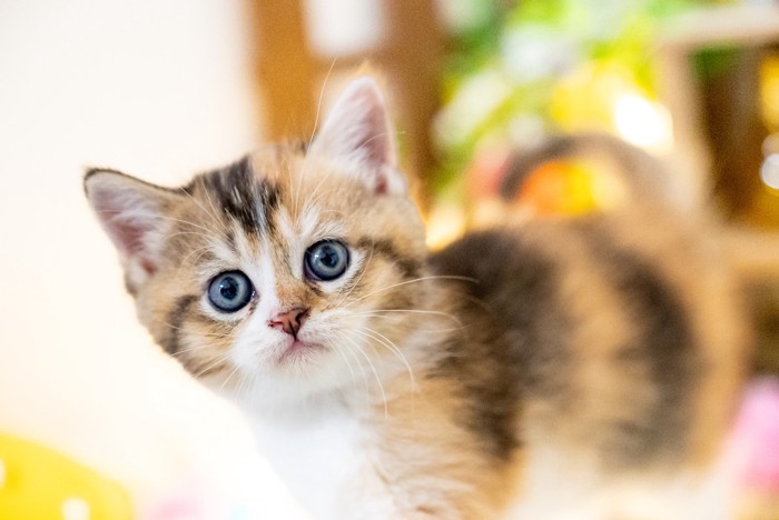 カメラ目線で立つ青みがかった目のミヌエットの子猫