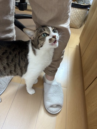 鳴く猫