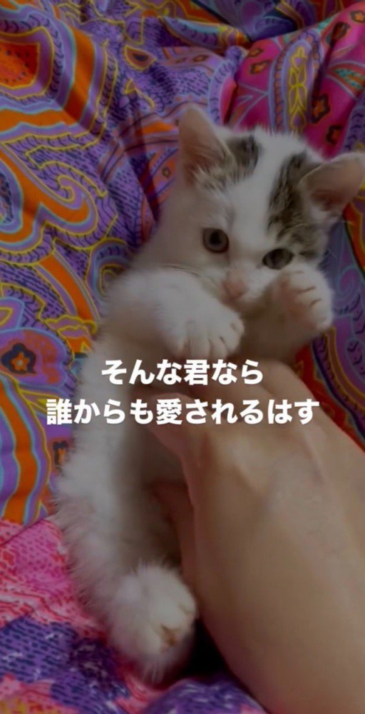 投稿者さんと戯れる子猫