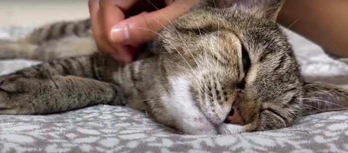 ベッドの上にいる猫