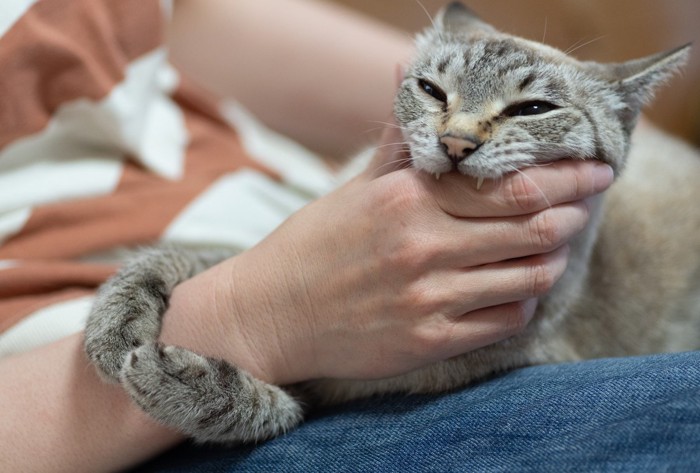 噛みつく猫