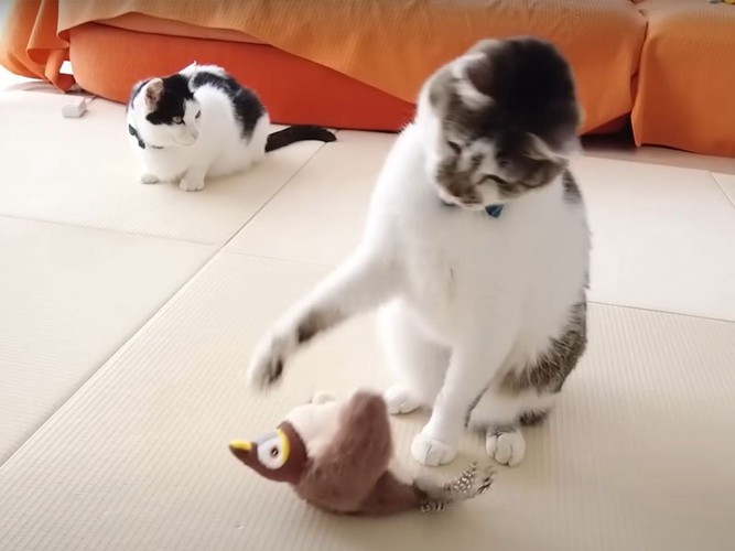 ぬいぐるみにじゃれる猫