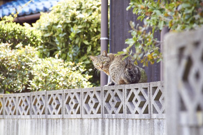 路地裏の猫