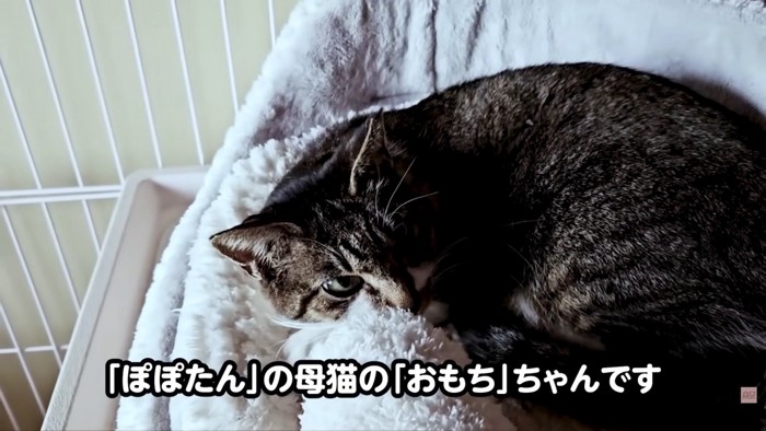 テロップ「ぽぽたんの母猫～」