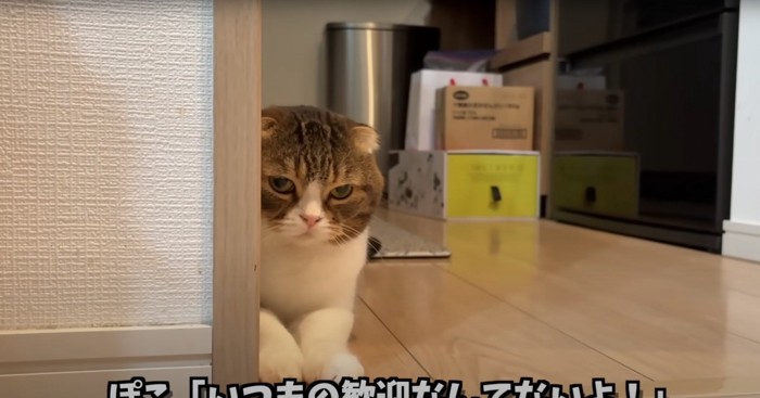 睨む猫