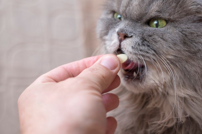 薬を与えられる猫