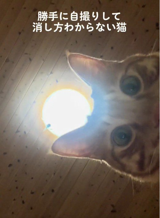 スマートフォンを見ている猫