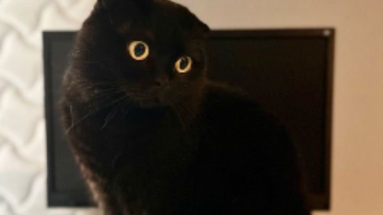 室内にいる猫