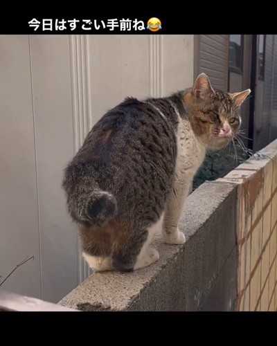 振り向く猫