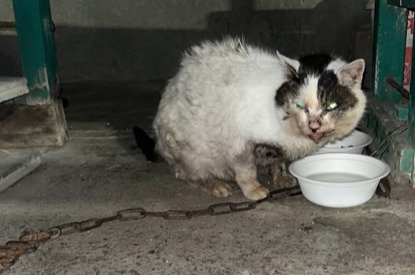 水を飲む猫