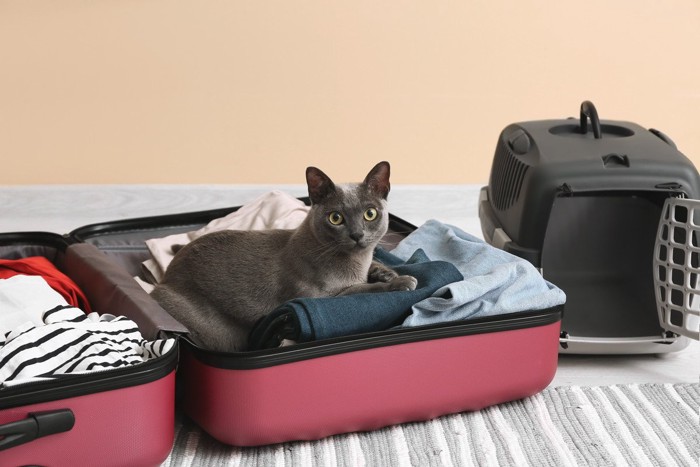 スーツケースに入る猫