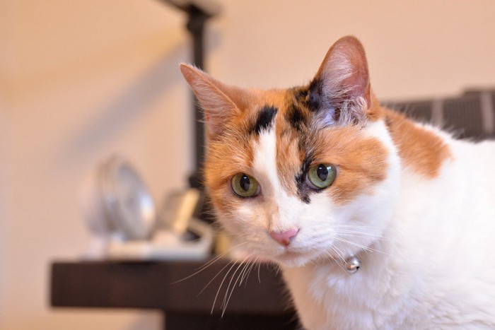 緊張した表情の遠くを見る猫