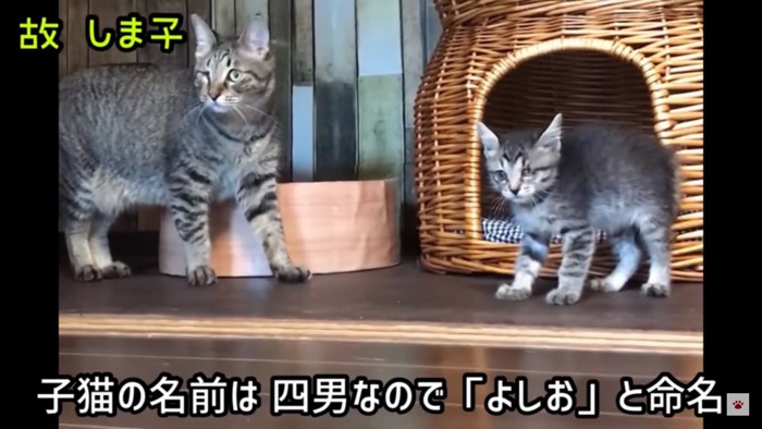 飼い猫生活へ