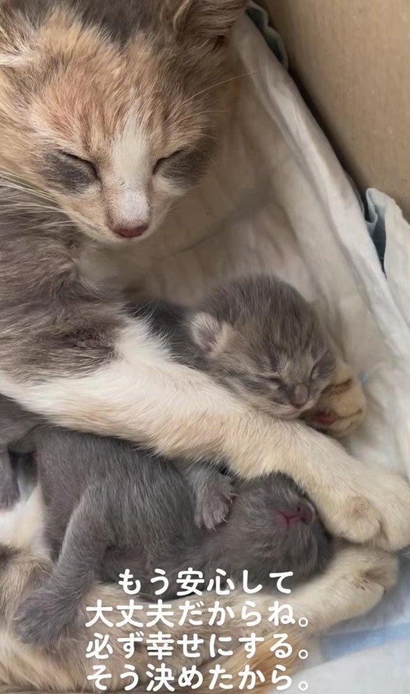 母猫と子猫