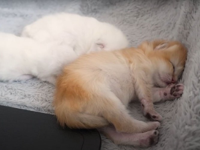 眠る子猫