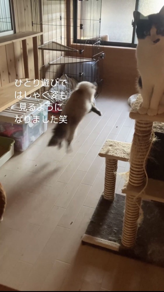 おもちゃで遊ぶ猫