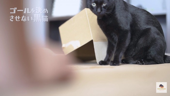 画面手前を見つめる黒猫