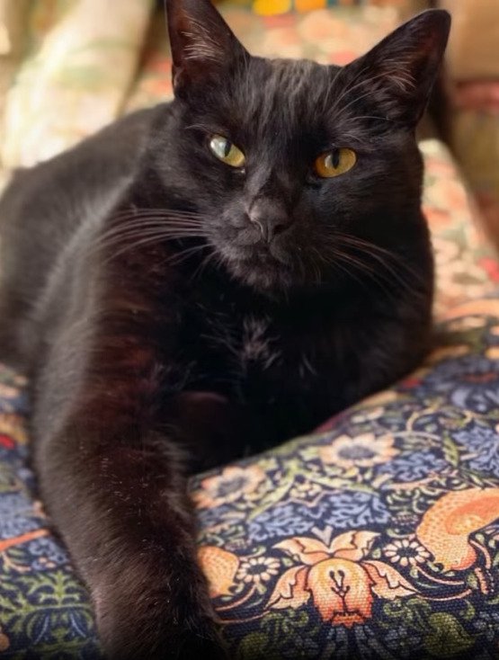 くつろぐ黒猫