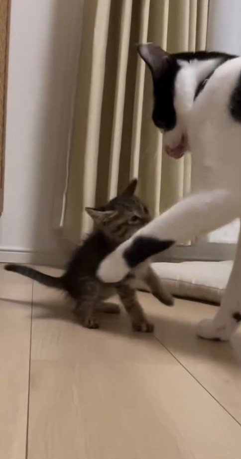 子猫に左手を挙げる白黒猫