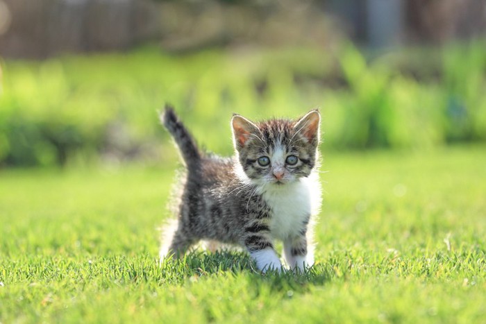 芝生の上を歩く子猫