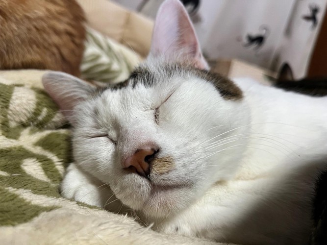 寝ている猫